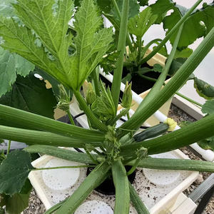 Piccolo nuovo sistema di botte idroponica per la coltivazione di uva in serra e ortaggi fuori suolo - Product Image 6