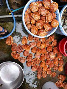 เปลือกหอยหอยทากทะเลแบบเกลียวสำหรับตกแต่งบ้าน - Product Image 5