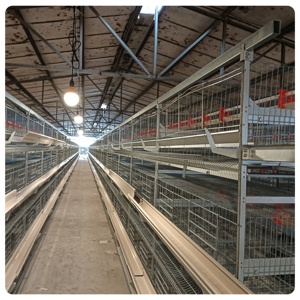 Tipo H azienda agricola fornito completamente automatico gabbie per polli alimentatori animali allevamento gabbie a strati di pollame per galli - Product Image 2