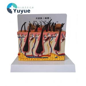 แบบจำลองกายวิภาคผิวหนังสุนัข แบบปกติและแบบผิวหนังเป็นโรค สำหรับ<span class=keywords><strong>การ</strong></span>สอนโรคผิวหนังสัตว์ - Product Image 1