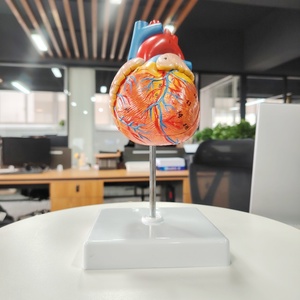 DARHMMY Model hati besar sains medis anatomis alami dengan 2 bagian bahan PVC - Product Image 2