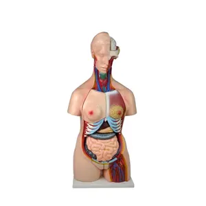 Modelo de enseñanza de órganos maniquí de medio cuerpo humano Bisexual, modelo anatómico de anatomía del Torso del cuerpo humano