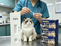 Kit de test rapide FRL vétérinaire pour la détection de la relaxine chez les chats, cassette de test de grossesse