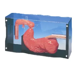 Anatomy Gastroscope Duodenoscope And ERCP Medical Training Model Gastrointestinal Anatomy Simulator For Teaching ADA-LV43