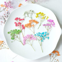 Fleur séchée de Gypsophile, spécimen végétal pressé, écologique, pour coques de téléphone DIY, marque-pages, mariage, Noël, Fête des Mères