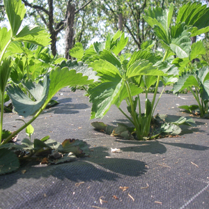 Fabrik preis PP Mulch Film Unkraut matte Landschaft Stoff Unkraut Barriere für Farm Orchard - Product Image 5