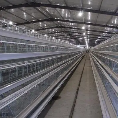 Automática Industrial Barato Camada Grande Atype Chicken Coop House Broiler Cage para galinhas poeiras para a Indonésia