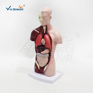 แบบจำลองลำตัวมนุษย์ 26 ซม. 7 ชิ้นส่วน แบบจำลองลำตัวขนาดเล็ก - Product Image 2