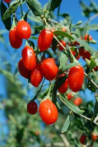 Großhandels preis OEM Natur geschmack Chinesisches Wolf Berry Red Goji Trocken frucht produkt - Product Image 6
