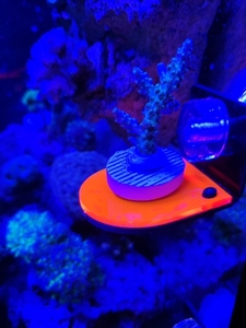 Supporto per Frag di Corallo Fluorescente per Acquario, Rastrelliera in Acrilico per Coralli, Supporto per Barriera Corallina Marina, Accessori per Acquario per la Crescita dei Coralli - Product Image 4