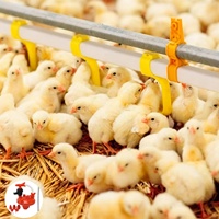 Abreuvoirs automatiques en plastique pour poulets, état neuf, avec design à tétine, débit élevé, pour usage en élevage avicole, garantie de 3 mois