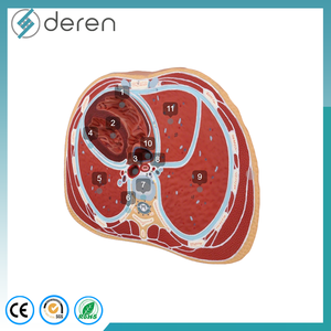 Modèle anatomique de la section transversale thoracique humaine, modèle de thorax, cœur et poumons pour l'enseignement de l'anatomie sectionnelle et d'<span class=keywords><strong>imagerie</strong></span> - Product Image 1