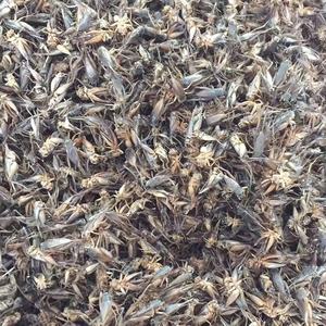 Bioforte Grillos Negros Silvestres Secos, Alimento Orgánico Natural con Alto Contenido de Proteínas para Mascotas, para Hámsters, Geckos Leopardo, Dragones Barbudos, Loros, Pájaros - Product Image 5