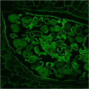 <span class=keywords><strong>Microscope</strong></span> <span class=keywords><strong>confocal</strong></span> BestScope BCF296 avec détecteur PMT 4 canaux et champ de vision de 25 mm pour la recherche scientifique en biologie - Product Image 4