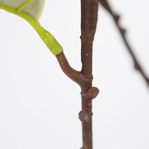 شجرة بلوط اصطناعية بطول 170 سم، نباتات اصطناعية، شجرة مطاطية بحواف بيضاء وأوراق خضراء للديكور الداخلي للمنزل - Product Image 3