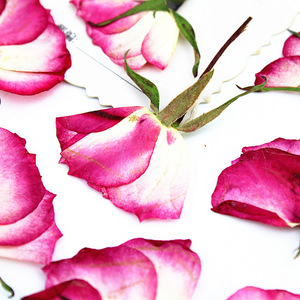 <span class=keywords><strong>Rose</strong></span> Rosa Essiccate con Stelo, Boccioli di Rosa Veri per Regalo di San Valentino, Decorazioni Fai-da-Te - Product Image 3