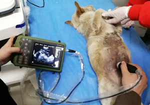 Mesin Ultrasound dokter hewan portabel terbaik Tiongkok dengan Doppler warna untuk Diagnosis - Product Image 5