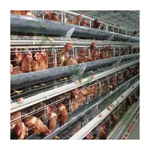 Hot Sale Automated Poultry Farm Equipment Egg Layer Chicken Battery Cages For Kenya