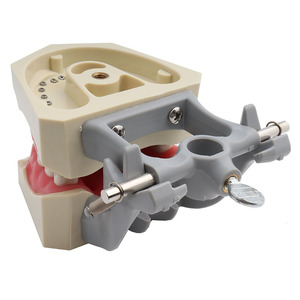 <span class=keywords><strong>Modelo</strong></span> Dental <span class=keywords><strong>Estándar</strong></span> 32 con Dientes Desmontables para Enseñanza y Entrenamiento en Ciencias Médicas con Destornillador CE/ISO - Product Image 3