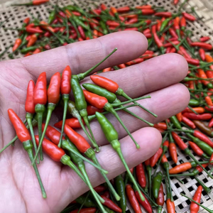 พริกป่นบดละเอียดรสหวานเผ็ด ฮาลาล HACCP พริกเบิร์ดอายแอฟริกัน พริกปาปริก้าสีแดง สมุนไพรแห้ง - Product Image 6