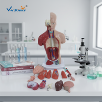 Maniquí Médico de Torso Humano de 26 cm, Unisex, PVC Ecológico, 14 Partes, Modelo Anatómico para Entrenamiento de Enfermería en Escuelas