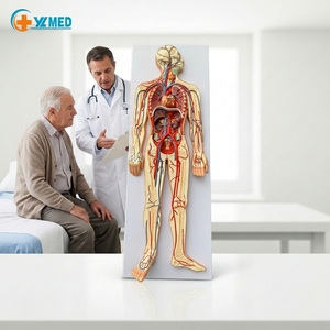 Anatomía humana para Estudiar los modelos de circulación sanguínea humana <span class=keywords><strong>del</strong></span> <span class=keywords><strong>sistema</strong></span> <span class=keywords><strong>circulatorio</strong></span> humano incluyen el Corazón desmontable - Product Image 1