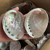 Coquilles d'ormeau naturelles en gros, coquilles de conques, ornements d'aquarium, aquascape, pierres semi-précieuses brûlées à la sauge, artisanat pour la décoration