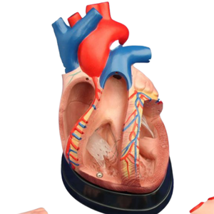Modelo de Corazón Jumbo de Estilo Nuevo ADA ADA-307C/ADA-307D para Enseñanza Anatómica, Demostración de Enfermedades, Herramienta de Enseñanza Médica - Product Image 5