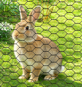 25mm Anti Rust Galvanized Iron <b>Wire</b> PVC Coated Hexagonal <b>Mesh</b> Rolls Chicken Farm Poultry Netting with Bending Service - Product Image 5