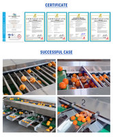 Automatische citroenen sorteermachine, sinaasappel-, tomaat-, avocado-, banaan-, bosbes- en kersentomaat sorteermachine, citroenen grader