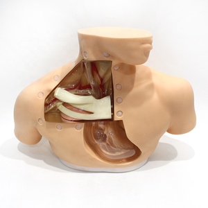 Maniquí <span class=keywords><strong>de</strong></span> Entrenamiento Transparente <span class=keywords><strong>de</strong></span> Tamaño Real para Adultos, para Cateterismo <span class=keywords><strong>Venoso</strong></span> <span class=keywords><strong>Central</strong></span>, Habilidades <span class=keywords><strong>de</strong></span> Enfermería, con Certificaciones CE, ISO, ROHS y CNAS - Product Image 6