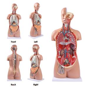 Torso de estudio de enseñanza médica, modelo de <span class=keywords><strong>cuerpo</strong></span> <span class=keywords><strong>humano</strong></span>, muñeca de anatomía, 20 piezas extraíbles, modelo de Torso anatómico sin sexo de tamaño real - Product Image 2