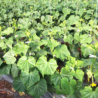 Clips de soutien réutilisables pour plantes de jardin, pour soutenir les tiges des fleurs, des vignes, des légumes et des plantes grimpantes