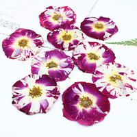 Roses séchées pressées, fleurs séchées naturelles, roses séchées réelles pour la création de bijoux en résine, fournitures pour l'artisanat DIY