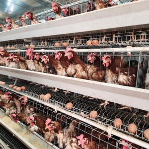 Sistema Automatico HENGQI per Gabbie di Galline Ovaiole, Attrezzatura per Allevamenti Avicoli, Modello <span class=keywords><strong>A</strong></span> Zincato, Vendita Promozionale - Product Image 2