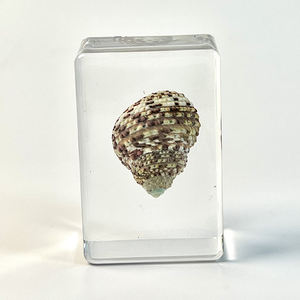 Decorazioni per la casa personalizzate resina trasparente fermacarte artigianale resina trasparente conchiglie reali campioni decorazione artigianato - Product Image 3