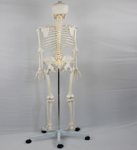 Биологическая модель, учебные пособия, медицинская медицина, Мужской Скелет для взрослых, спинномозговой нерв и каротидная артерия для медицинских целей - Product Image 3
