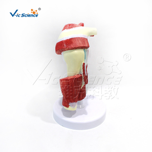 Modelo de Músculos Profundos del Membro Superior con Manguito Rotador para <span class=keywords><strong>Educación</strong></span> Anatómica - Product Image 5