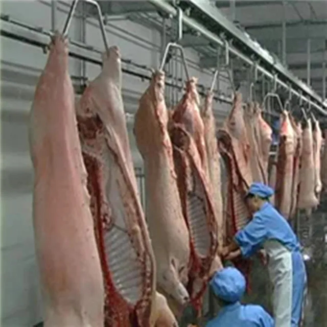 Complete Sow Abattoir Equipment For Pork Slaughter House Meat Process Butchery Conveyor