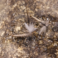 Größe #10/#12/#14 CDC Feder flügel Mayfly Dry Fly Rocky River Forelle Angeln Fliegen Köder Köder