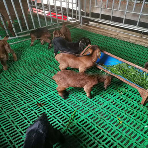 <strong>Plastic</strong> Slatted <strong>Flooring</strong> Sheep Pig Leak Dung Board <strong>Plastic</strong> Slat Floor for <strong>Goat</strong> Farming - Product Image 6