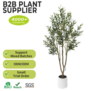 Arbre d'<span class=keywords><strong>olivier</strong></span> artificiel ultra-réaliste de 1,80 m en pot, style mince, avec olives noires, pour la décoration de réception de bureau, plante d'<span class=keywords><strong>olivier</strong></span> artificielle - Product Image 2