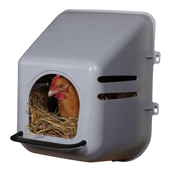 Cn D Poule Vendre, Acheter D Poule Achat direct Cn des entreprises 