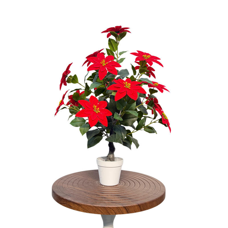 โปอินเซ็ตเทีย