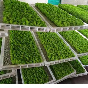 E-M021 Vente en gros de mousse naturelle de qualité supérieure à longue durée de vie 100g 500g, mousse de renne stabilisée pour la décoration murale de Noël, d'hôtels, de cafés et de maisons - Product Image 2