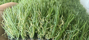 <span class=keywords><strong>Tapis</strong></span> <span class=keywords><strong>de</strong></span> gazon artificiel <span class=keywords><strong>pour</strong></span> animaux <span class=keywords><strong>de</strong></span> compagnie avec base en caoutchouc souple <span class=keywords><strong>pour</strong></span> chats et chiens d'intérieur et d'extérieur - Product Image 6