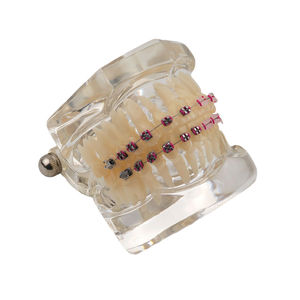 Modelo de Estudio de Ortodoncia Dental, Juego de 28 Dientes, Soportes Metálicos y de Cerámica, Resina para Demostración de Enseñanza - Product Image 4