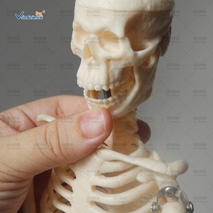 Y Tế Khoa Học Trẻ Em Món Quà Con Người Giải Phẫu Mô Hình Bộ Xương Kích Thước Nhỏ 45Cm Cho Trẻ Em Sinh Viên Nghiên Cứu Cuộc Sống Kích Thước Bộ Xương - Product Image 6