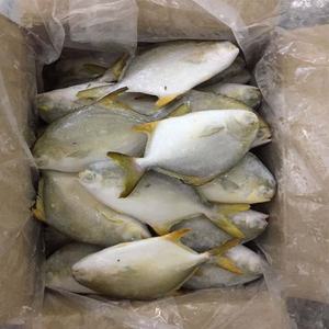 Pompano Dorado Entero Congelado IQF IWP de Gran Tamaño (800g+), Peso Neto 70%, Paquete Familiar, 40 lb, Producto Agrícola Chino - Product Image 4