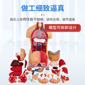 Torse bisexuel de 85 cm, structure d'organes humains détachable en 23 pièces, anatomie tissulaire, structure des organes internes, structure de distribution des organes - Product Image 2